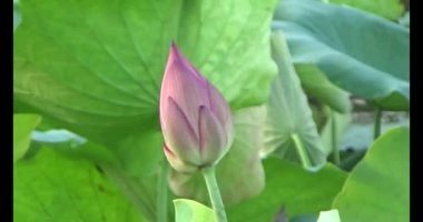 Göletteki lotus.