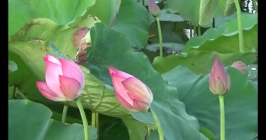 Göletteki lotus.