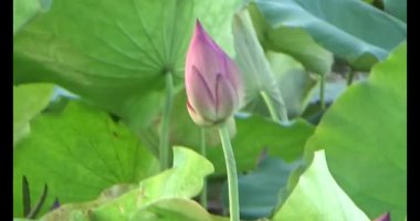 Göletteki lotus.