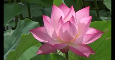 Göletteki lotus.