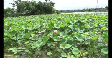 Göletteki lotus.