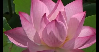 Göletteki lotus.