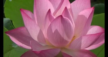 Göletteki lotus.