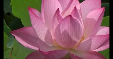 Göletteki lotus.