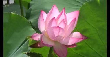 Göletteki lotus.