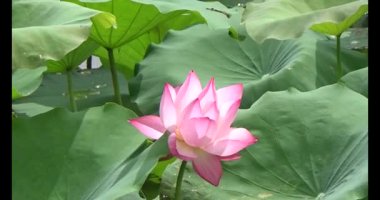 Göletteki lotus.