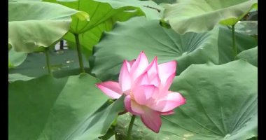 Göletteki lotus.