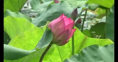 Göletteki lotus.