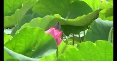 Göletteki lotus.