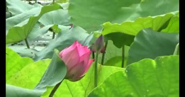 Göletteki lotus.