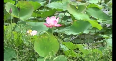 Göletteki lotus.