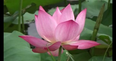 Göletteki lotus.