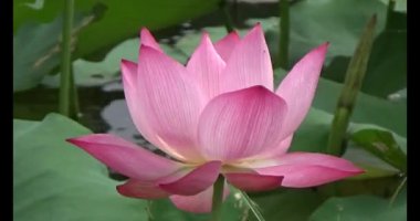 Göletteki lotus.
