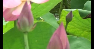 Göletteki lotus.