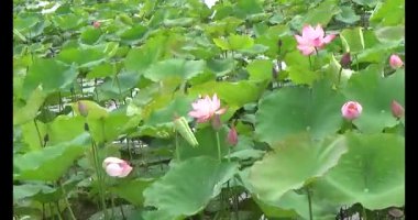 Göletteki lotus.