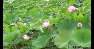 Göletteki lotus.