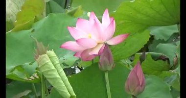 Göletteki lotus.