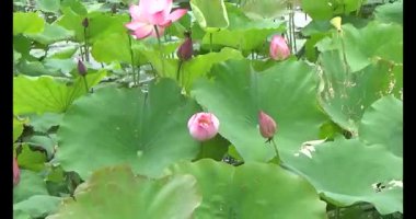 Göletteki lotus.