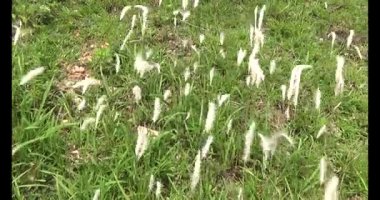 Rüzgardaki sazlıklar