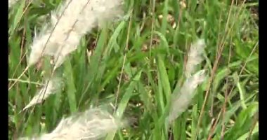 Rüzgardaki sazlıklar