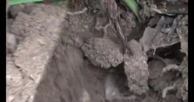 Topraktaki termit yuvası