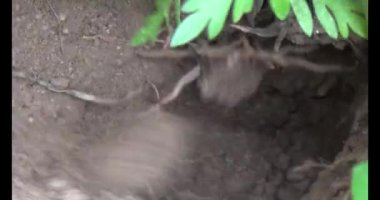 Topraktaki termit yuvası