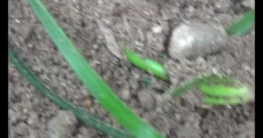 Topraktaki termit yuvası