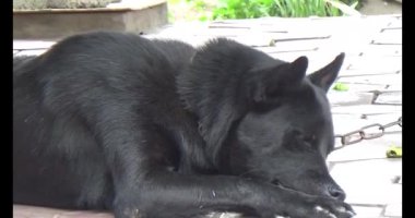 Haziran 07, 2025. Van An, Chi Linh, Hai Duong, Vietnam. Çocuklar geleneksel resimler çiziyor