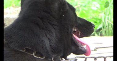 Haziran 07, 2025. Van An, Chi Linh, Hai Duong, Vietnam. Çocuklar geleneksel resimler çiziyor