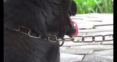 Haziran 07, 2025. Van An, Chi Linh, Hai Duong, Vietnam. Çocuklar geleneksel resimler çiziyor