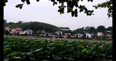 Lotus havuzunun yanındaki geleneksel elbiseli kadınlar.