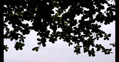 Lotus havuzunun yanındaki geleneksel elbiseli kadınlar.