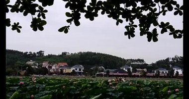 Lotus havuzunun yanındaki geleneksel elbiseli kadınlar.