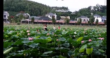 Lotus havuzunun yanındaki geleneksel elbiseli kadınlar.