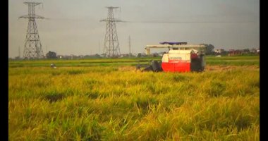 Tarlada pirinç hasat eden hasatçı.