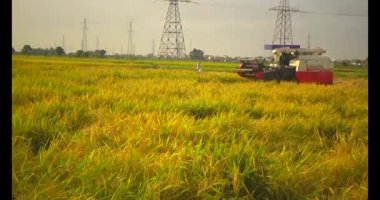 Tarlada pirinç hasat eden hasatçı.