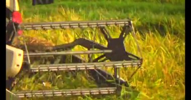 Tarlada pirinç hasat eden hasatçı.