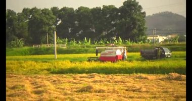 Tarlada pirinç hasat eden hasatçı.