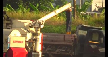 Tarlada pirinç hasat eden hasatçı.