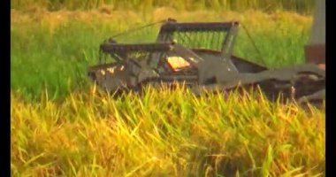 Tarlada pirinç hasat eden hasatçı.