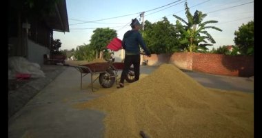 Tarlada pirinç hasat eden hasatçı.