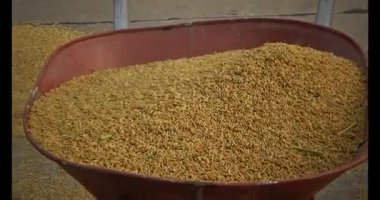 15 Haziran 2025. Van An, Chi Linh, Hai Duong, Vietnam. Pirinci kurutan çiftçiler