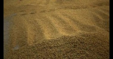 15 Haziran 2025. Van An, Chi Linh, Hai Duong, Vietnam. Pirinci kurutan çiftçiler