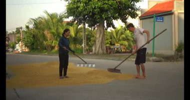 15 Haziran 2025. Van An, Chi Linh, Hai Duong, Vietnam. Pirinci kurutan çiftçiler