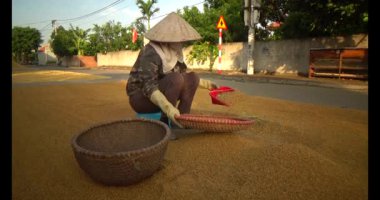 15 Haziran 2025. Van An, Chi Linh, Hai Duong, Vietnam. Pirinci kurutan çiftçiler