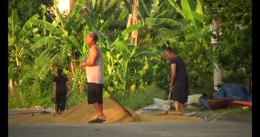 15 Haziran 2025. Van An, Chi Linh, Hai Duong, Vietnam. Pirinci kurutan çiftçiler