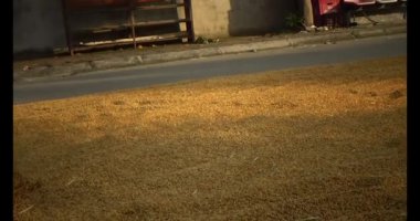 15 Haziran 2025. Van An, Chi Linh, Hai Duong, Vietnam. Pirinci kurutan çiftçiler