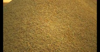 Pirinci kurutan çiftçiler