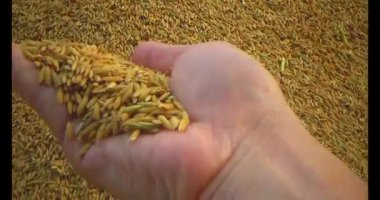 Pirinci kurutan çiftçiler