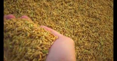 Pirinci kurutan çiftçiler